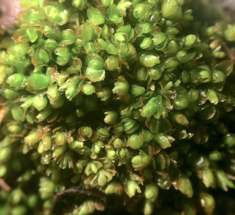 Mylia anomala